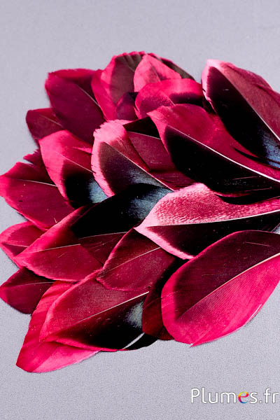 Pétales en plumes - 5-8 x 3-4 cm - bordeaux-noir